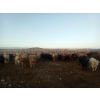 Image 5 : Lowe Ranches - 803# January Weaned Steers - 75 Head (Nanton, AB)