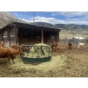 Image 4 : Ted Scott - 21 Cow/Calf Pairs (Kamloops, BC)