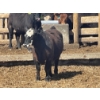 Image 3 : Westview Feeders - 1000# July Delivery Steers - 124 Head (Monarch, AB)