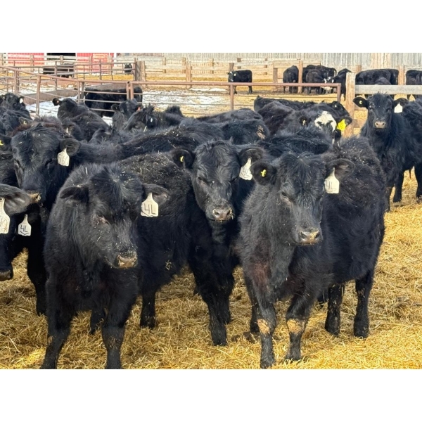 Leon Torkelson - 700# March Delivery Heifers - 60 Head (Millicent, AB)