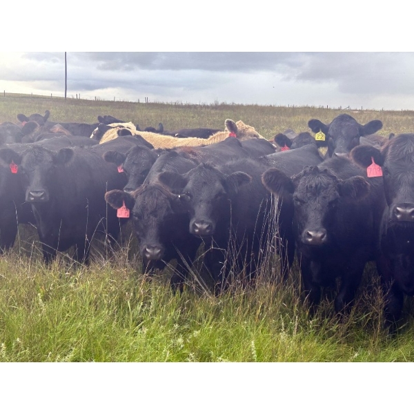 Wade Fewings - 870# September Delivery Grass Heifers - 68 Head (Pierson, MB) VBP+