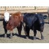 Image 23 : Justin & Kryston Tateson - 900# March Delivery Weaned Steers - 200 Head (Scandia, AB)