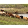 Image 2 : Harvie Holowaychuck - 925# Sept/Oct Delivery Heifers - 200 Head (Marwayne, AB)