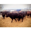 Image 5 : Double X Management - 950# January Delivery Yearling Heifers - 124 Head (Langruth, MB)