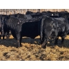 Image 1 : S Stewart Ranch Ltd. - 1000# February Delivery Steers - 62 Head (Lacombe, AB)