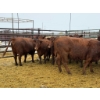 Image 2 : Spruce Ridge Farms - 14 2-3 Year-Old Cows (Pen 420)