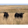 Image 5 : Prairie Haven Whitetails/Meier Land & Livestock - 620# November Steer Calves - 75 Head (Hays, AB)
