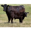 Image 5 : Darren & Tamara Schultz - 640# October Delivery Steer Calves - 95 Head (Bashaw, AB)
