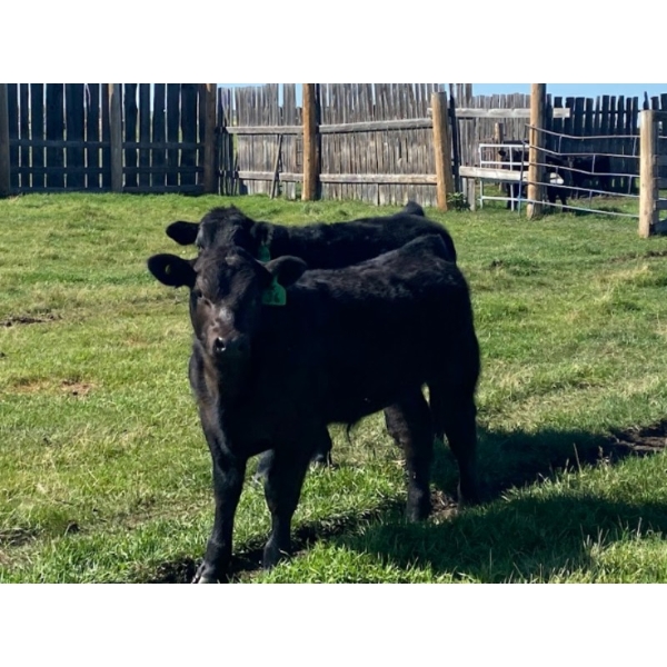 Ron Holmes - 550# October Delivery Steer Calves - 100 Head (Cochrane, AB)