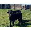 Ron Holmes - 550# October Delivery Steer Calves - 100 Head (Cochrane, AB)