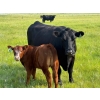 Image 3 : Richard Beekman - 575# November Delivery Steer Calves - 30 Head (Strathmore, AB)