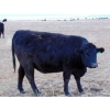 Image 2 : Ray Torkelson - 10 Black Angus/Simm X 2nd Calvers (Millicent, AB)
