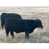 Image 12 : C.R. Fullerton - 725# Oct/Nov Delivery Steer Calves - 86 Head (Lundbreck, AB)