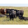 Image 3 : Riverbend Ranch - 1050# October Delivery Grass Steers - 245 Head (Spondin, AB)