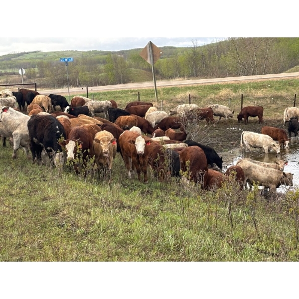 Harvie Holowaychuck - 925# Sept/Oct Delivery Heifers - 200 Head (Marwayne, AB)