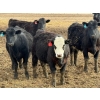 Image 6 : 9X Enterprises - 750# April Delivery Steers - 135 Head (Millicent, AB)