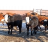 Image 7 : Bezan Cattle Corporation - 675# April Delivery Steers - 80 Head (Midale, SK)