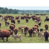 Image 3 : Franklin Cattle Co. - 650# November Delivery Steer Calves - 275 Head (Marwayne, AB)