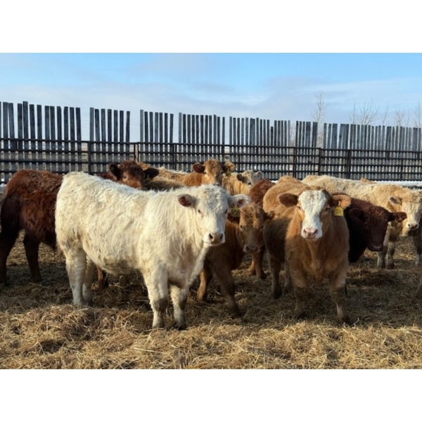 Corey & Kelly Fitzpatrick - 890# February Delivery Steers - 68 Head (Coulter, MB)