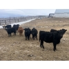 Image 4 : SaskAlta Farms - 740# March Delivery Heifers - 140 Head (Alsask, SK)