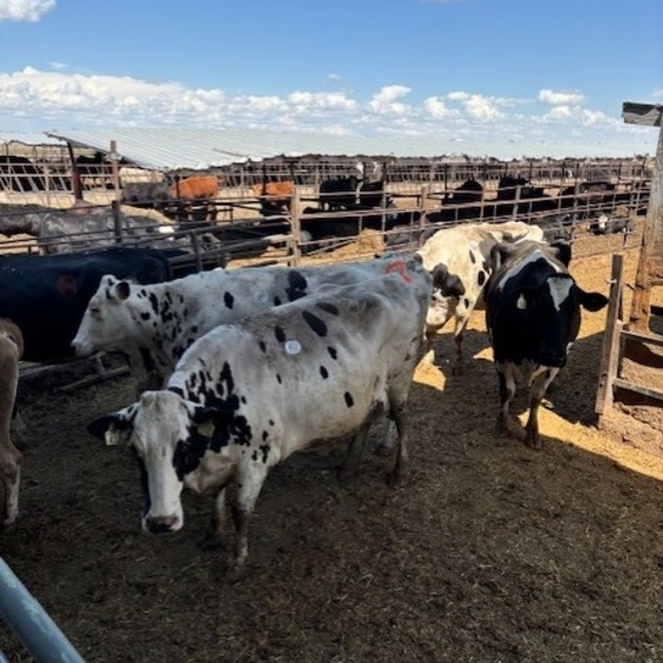Idaho Dairies/Ranches - 41 Mixed (Burley, ID)