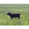 Image 5 : Harley Hutton - 590# October Delivery Steer Calves - 80 Head (Hanna, AB)