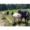 Image 3 : Joe & Elaine Ward - 680# Heifer Calves - 33 Head (Kamloops, BC)