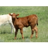 Image 9 : Circus Coulee Cattle - 530# Nov Delivery Heifer Calves - 100 Head (Dorothy, AB)