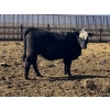 Image 5 : Jarokosky Farms - 800# March/April Delivery Heifers - 25 Head (Lethbridge, AB)