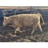 Image 5 : Midpoint Farms - 25 Tan/Silver February/March Bred Heifers (Drayton Valley, AB)