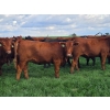 Image 8 : C.O. Johnson & Sons Ranches - 915# September Delivery Grass Heifers - 100 Head (Scandia, AB)