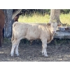 Image 8 : Lazy J Cattle Co. - 840# February Weaned Steers - 120 Head (Crossfield, AB)