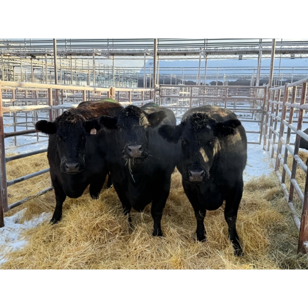 A & J Farming - 3 Mature Cows (Pen 411)