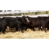 Image 5 : Pozko Cattle Company Ltd. - 600# October Delivery Heifer Calves - 6 Head (Creston, BC)