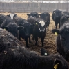 Image 2 : Fred Lansdall - 800# April Delivery Steers - 70 Head (Leross, SK)