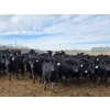 Image 9 : Shay & Sharmon Wilson - 920# March Delivery Steers - 115 Head (Bow Island, AB)