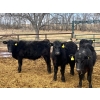 Image 2 : Upland Livestock - 550# April/May Delivery Steers - 60 Head (Wood Mountain, SK)
