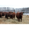Image 4 : RA3 Farms - 19 Red/Red X February/March Calving Bred Heifers (Carmangay, AB)