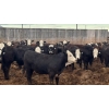 Image 8 : M.S. MacLean Livestock - 950# June Delivery Steers - 244 Head (Coaldale, AB)