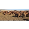 Image 2 : Cattlewood Farms Ltd. - 870# May Delivery Heifers - 280 Head (Vauxhall, AB)