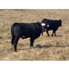 Image 9 : Terry Hines Livestock - 25 Black Angus X Bred Heifers (Marwayne, AB)