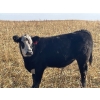 Image 2 : Watkins Rock Solid Ranch - 560# November Steer Calves - 105 Head (Aylesbury, SK)