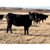 Image 3 : Kings Corner Farms - 890# November Grass Yearlings - 70 Head (Corning, SK)
