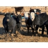 Image 6 : Ugly Head Feeders - 800# March Delivery Steers - 75 Head (Killam, AB)