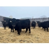 Image 7 : Moebis Bros Ag Ltd. - 58 Black Angus November Delivery Bred Heifers (Beechy, SK)