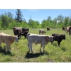 Image 4 : Joe & Elaine Ward - 685# October Delivery Heifer Calves - 20 Head (Kamloops, BC)