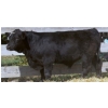 Image 5 : Pozko Cattle Company Ltd. - 700# October Delivery Steer Calves - 8 Head (Creston, BC)