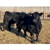 Image 1 : Drew Bayes - 820# Jan/Feb Delivery Steers - 49 Head (Trochu, AB)