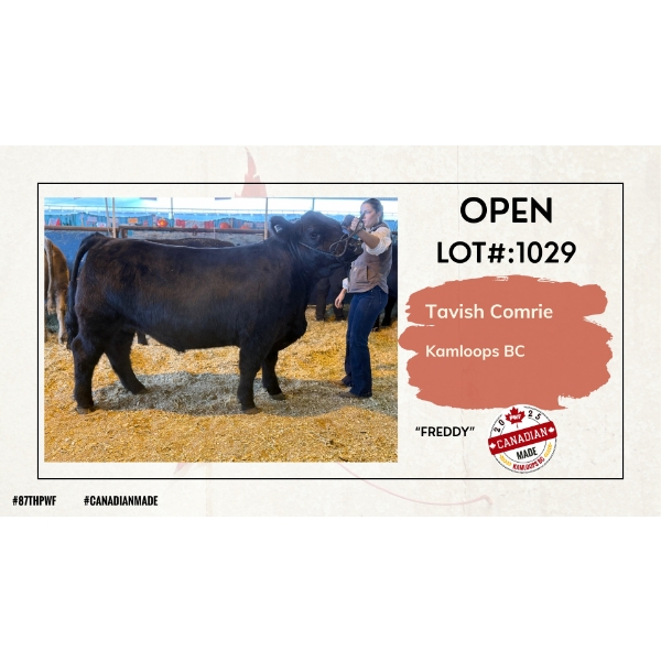 Open Beef - Tavish Comrie - Freddy - Kamloops, BC