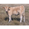 Image 3 : Louis & Jan Hermus - 675# November Delivery Steer Calves - 45 Head (Big Valley, AB)
